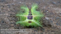 /album/caterpillars/caterpillar-3-photograph-by-shantanu-kuveskar-jpg/